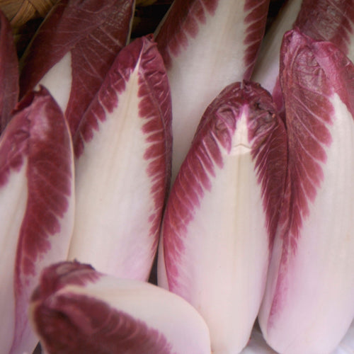 🌿 Endives rouge - 1kg
