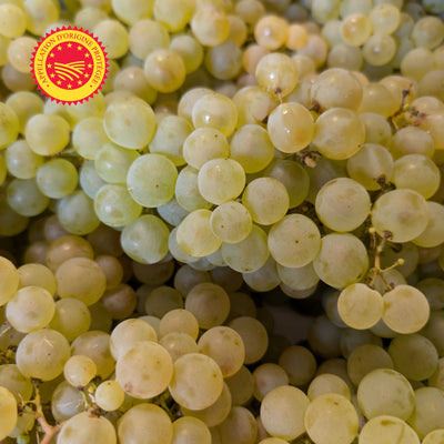 🍇 Raisin Chasselas de Moissac AOP – 1 kg
