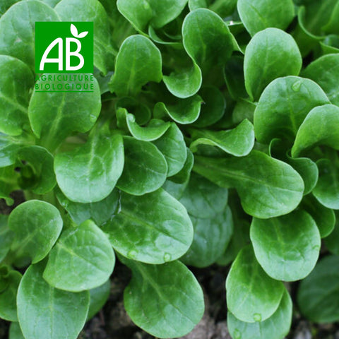 Organic Trophy Lamb's Lettuce
