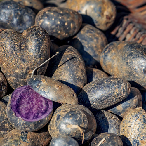 🥔 Pommes de Terre Vitelotte – 1kg
