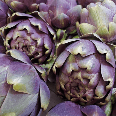 🌿 Purple Artichoke – 1 Piece (Size 9/11)