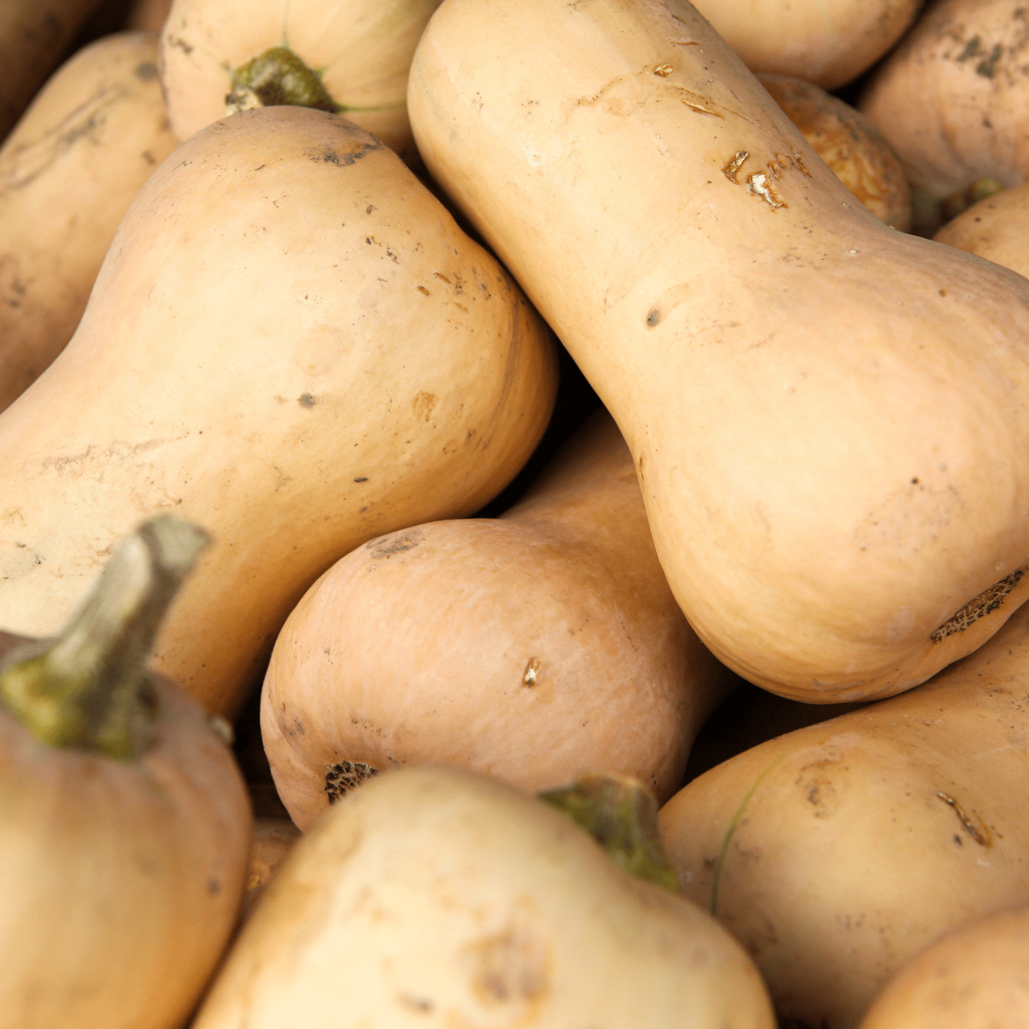 Butternut Bio Neary