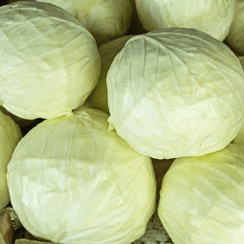 🥬 Chou Blanc – 1 Pièce