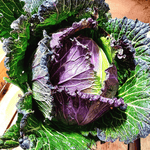 Chou frisé BIO - à l'unité - La ferme des Terres Noires - Légumes - Livraison à domicile Nancy Metz