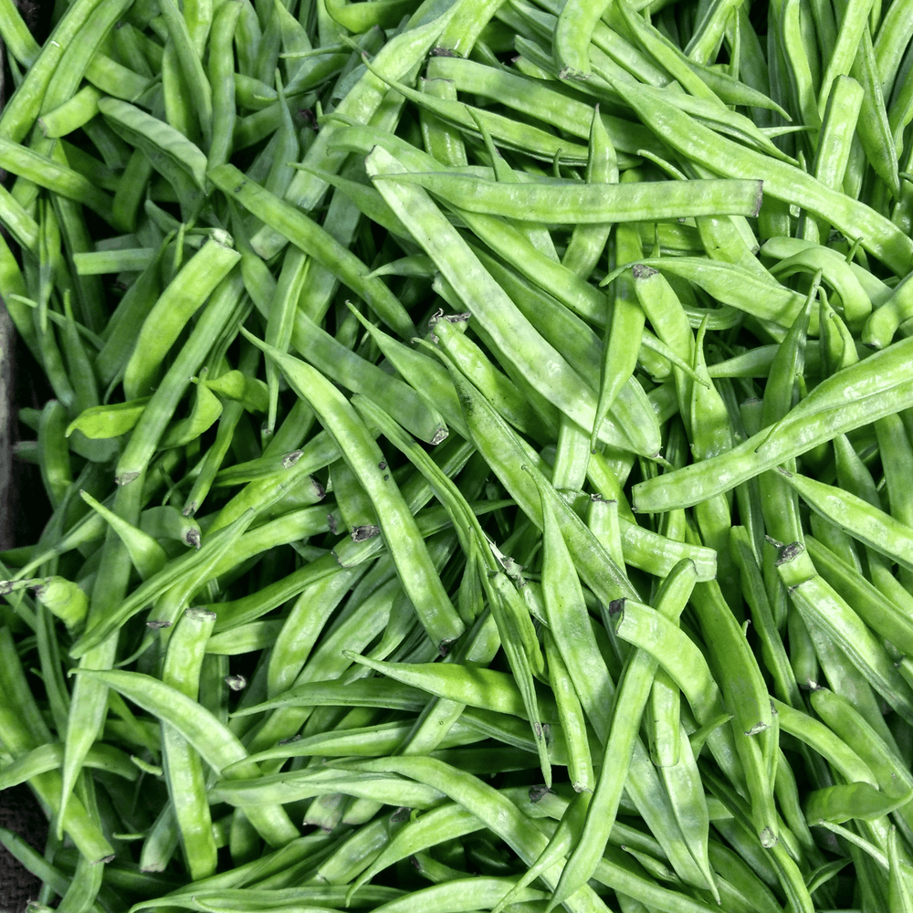 Haricots verts - 1kg - Elles Maraichage - Légumes - Livraison à domicile Nancy Metz