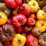Mélange de tomates anciennes BIO - 1kg - La ferme des Terres Noires - Légumes - Livraison à domicile Nancy Metz