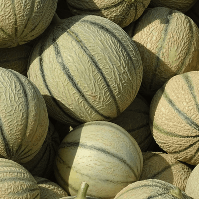 🍈 Charentais Melon – 1 Piece
