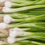 Oignons blancs BIO - 1 botte - La ferme des Terres Noires - Légumes - Livraison à domicile Nancy Metz