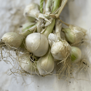 Oignons blancs frais - 1 botte - Elles Maraichage - Légumes - Livraison à domicile Nancy Metz