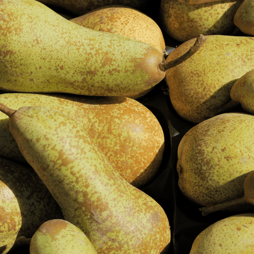 🍐 Poires Conférence – 1kg