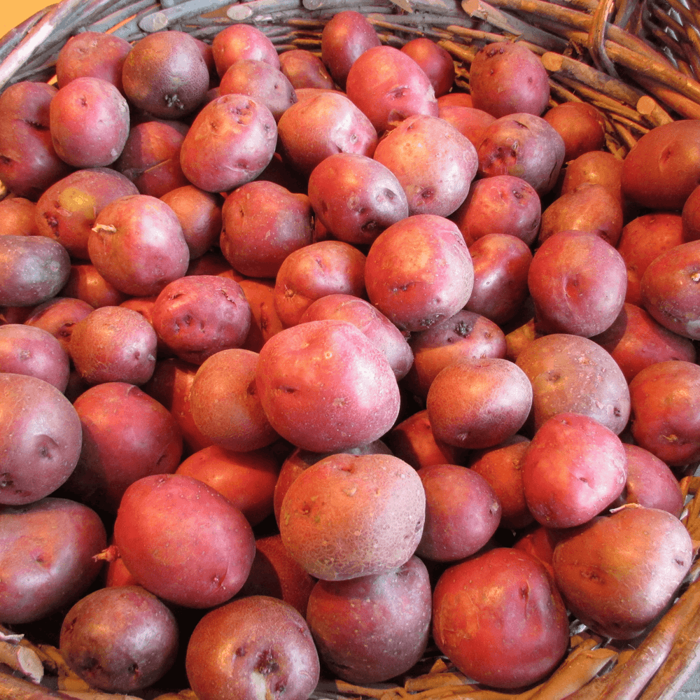 Pommes de terre Valéry BIO - 1kg (chair ferme) - La ferme des Terres Noires - Légumes - Livraison à domicile Nancy Metz