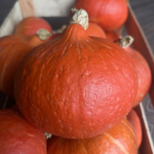 🎃 Potimarron – 1 Pièce