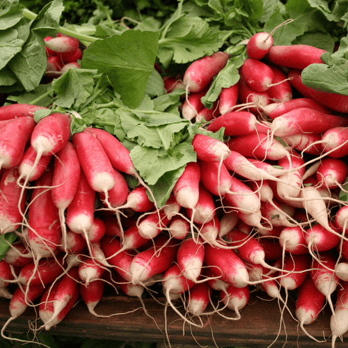 🌿 Radis Roses – 1 Botte