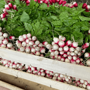 Radis roses et blancs - 1 botte - Elles Maraichage - Légumes - Livraison à domicile Nancy Metz