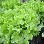 Salade Batavia à l'unité - Neary - Légumes - Livraison à domicile Nancy Metz