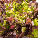 Salade feuilles de chênes - Neary - Légumes - Livraison à domicile Nancy Metz