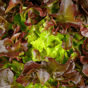 Salade feuilles de chênes rouge BIO - La ferme des Terres Noires - Légumes - Livraison à domicile Nancy Metz